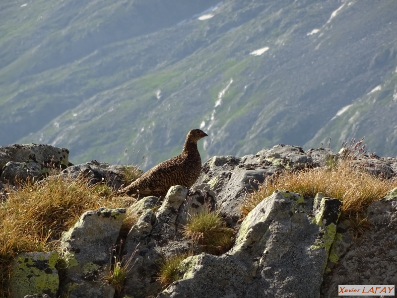 Lagopede alpin_.JPG - Tessin Suisse Juillet 2015